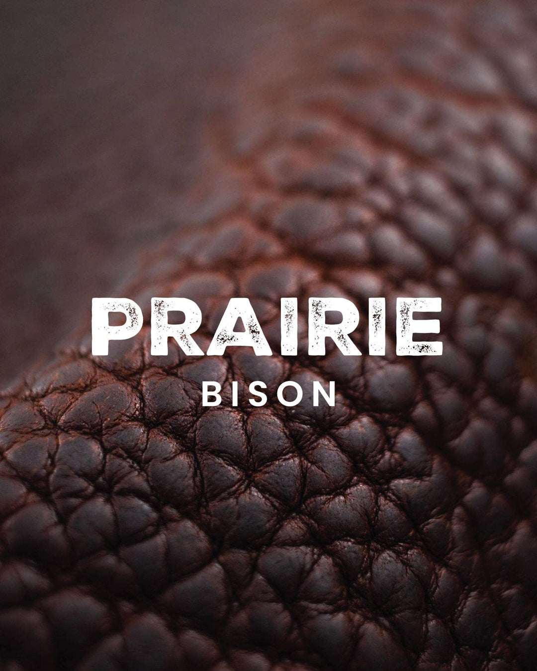 Prairie Bison